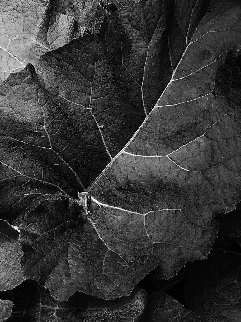 Close-up of leaf veins in black and white